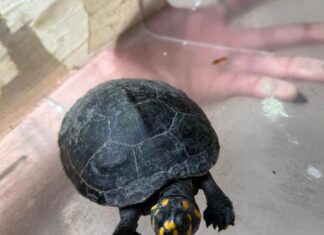 Ipaam registra 38 resgates de animais silvestres em novembro na capital