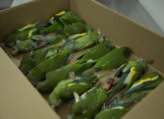 Secretaria de Estado de Proteção Animal resgata aves atropeladas em Manaus