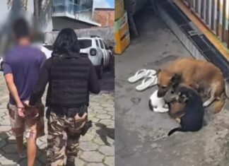 Suspeito de torturar cães é preso preventivamente em Manaus