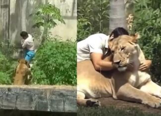 Foto relacionada ao ataque da leoa circula nas redes e causa polêmica