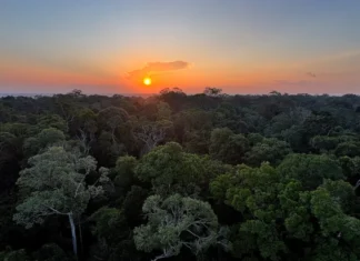 Estudo mostra que maior controle ambiental reduz mortes violentas na Amazônia