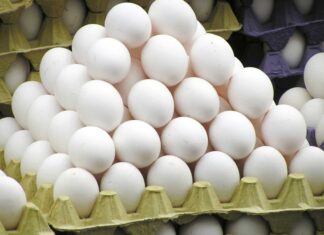 Brasil bate recorde nas exportações de ovos com forte alta em volume e faturamento