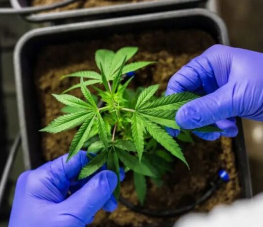 Pesquisas científicas com Cannabis ganham aval da Anvisa