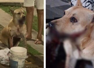 Bomba “catolé” explode próximo a cadela e causa mutilação grave em Manaus