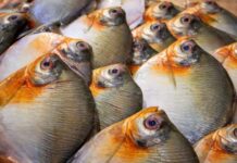 Consumo de pacu está ligado a casos confirmados de Doença de Haff no AM