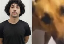 Homem é preso após confessar abuso s3xual contra cadela em Manaus; animal morreu