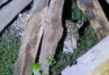 Moradores encontram filhote de onça-pintada debilitado em comunidade de Itacoatiara
