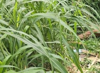 Homem é encontrado morto em área de mata no Distrito Industrial em Manaus