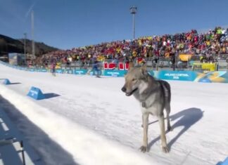 Invasão de cachorro causa erro na cronometragem e afeta atletas do Brasil