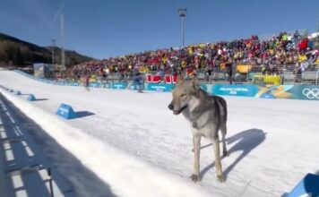 Invasão de cachorro causa erro na cronometragem e afeta atletas do Brasil