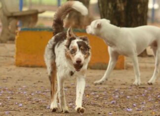 Carnaval: multidões e barulho representam sérios riscos à saúde dos animais