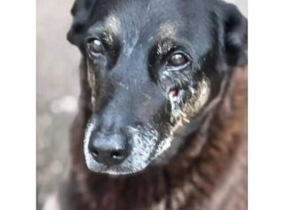 Hospital veterinário municipal Leste em SP passa a funcionar 24 horas