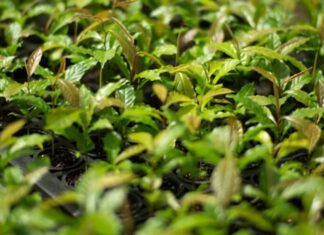 Mata Atlântica: restauração florestal na Bahia acelera crescimento de espécies nativas