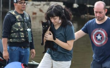 Senado aprova política de proteção a animais resgatados em desastres