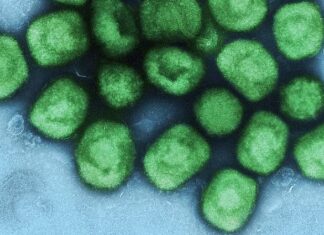 Novo caso de Mpox leva prefeitura a emitir alerta durante o período carnavalesco