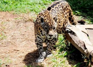 Após ser salva do tráfico em Manaus, onça-pintada mais longeva do país morre em SP