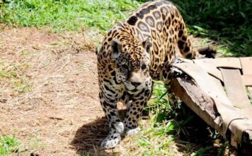 Após ser salva do tráfico em Manaus, onça-pintada mais longeva do país morre em SP
