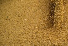 Agro impulsiona PIB do Brasil com crescimento de 11,7% em 2025