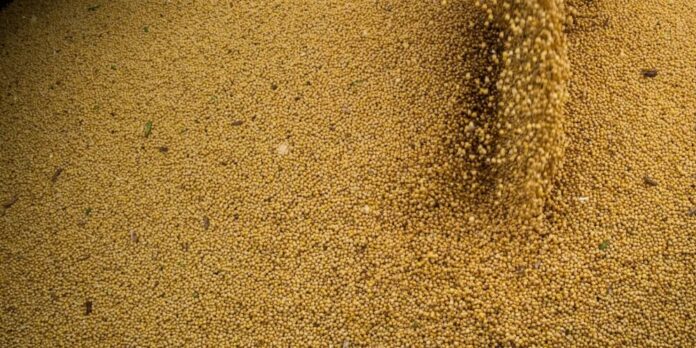 Agro impulsiona PIB do Brasil com crescimento de 11,7% em 2025