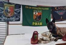 Faro do cão da PM leva à apreensão de seis tabletes de skunk no interior do AM