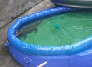 Moradora se depara com jacaré em piscina no quintal em Manaus