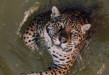 Onça-pintada no Cigs surpreende ao encarar lente e repercute nas redes em Manaus