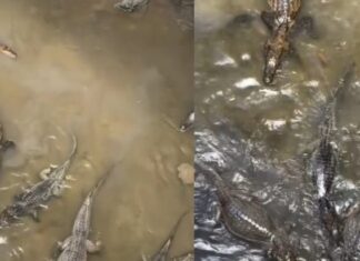 Igarapé tomado por jacarés na zona Leste de Manaus assusta moradores