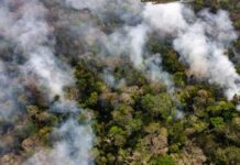 Área desmatada no Brasil fica abaixo de 1 milhão de hectares pela primeira vez desde 2019