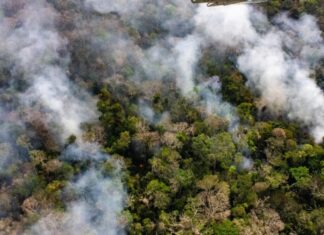 Área desmatada no Brasil fica abaixo de 1 milhão de hectares pela primeira vez desde 2019