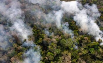 Área desmatada no Brasil fica abaixo de 1 milhão de hectares pela primeira vez desde 2019