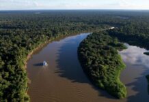Amazonas reduz desmatamento em 14,6% em 2025, aponta relatório do MapBiomas
