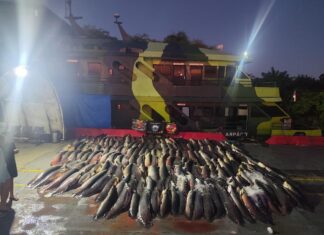 Carga ilegal de 26 toneladas de peixe é apreendida e prejuízo chega a R$ 234 mil no AM