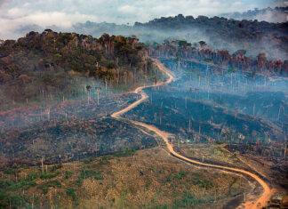 Desmatamento cai no Amazonas e mais de 8 mil hectares de floresta são preservados em 2026