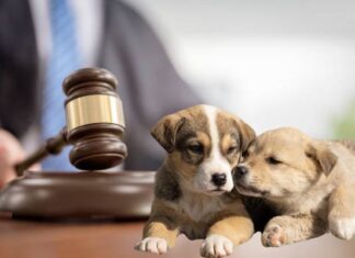 Tribunal rejeita a mulher pensão alimentícia do ex-companheiro para pets