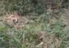 Corpo de homem é localizado em terreno com mata em Itacoatiara