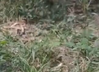 Corpo de homem é localizado em terreno com mata em Itacoatiara