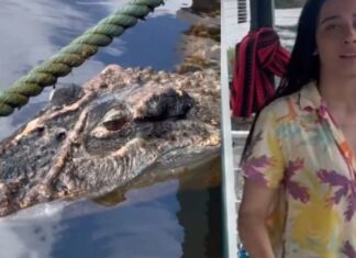 “Quase mergulhei”: influencer viraliza após dar de cara com jacaré-açu no Rio Negro