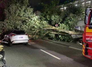 Queda de árvore centenária atinge dois carros e mobiliza equipes de resgate em Manaus