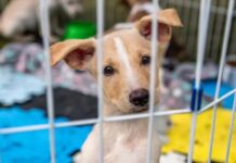 Projeto de lei aumenta pena por maus-tratos contra cães e gatos