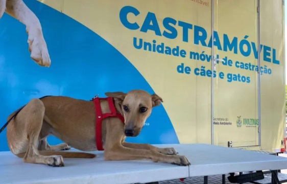 castromóvel