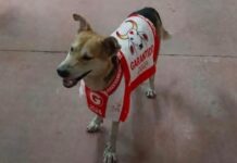 Caramelo que viralizou no Festival de Parintins ganha família e novo nome no Amazonas