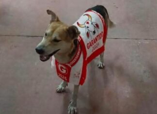 Caramelo que viralizou no Festival de Parintins ganha família e novo nome no Amazonas