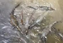 Concentração de jacarés no Igarapé do 40 chama atenção em Manaus