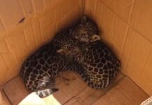 Moradores resgatam filhotes de onça após encontrá-los sem a mãe em área de mata