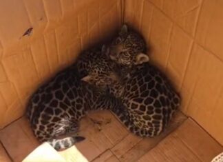 Moradores resgatam filhotes de onça após encontrá-los sem a mãe em área de mata