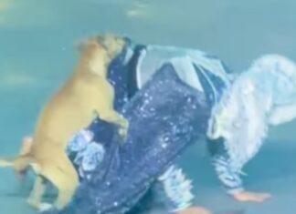 VÍDEO: cachorro caramelo interrompe dança e rouba a cena em festival folclórico de Manaus