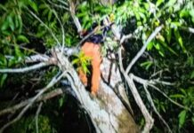 Perseguição policial termina com suspeito capturado em cima de árvore no interior do Amazonas
