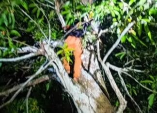 Perseguição policial termina com suspeito capturado em cima de árvore no interior do Amazonas