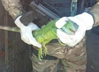 Ave com suspeita de asas cortadas e iguana são resgatadas em Manaus