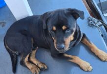 Família oferece recompensa de R$ 1 mil para encontrar rottweiler desaparecido